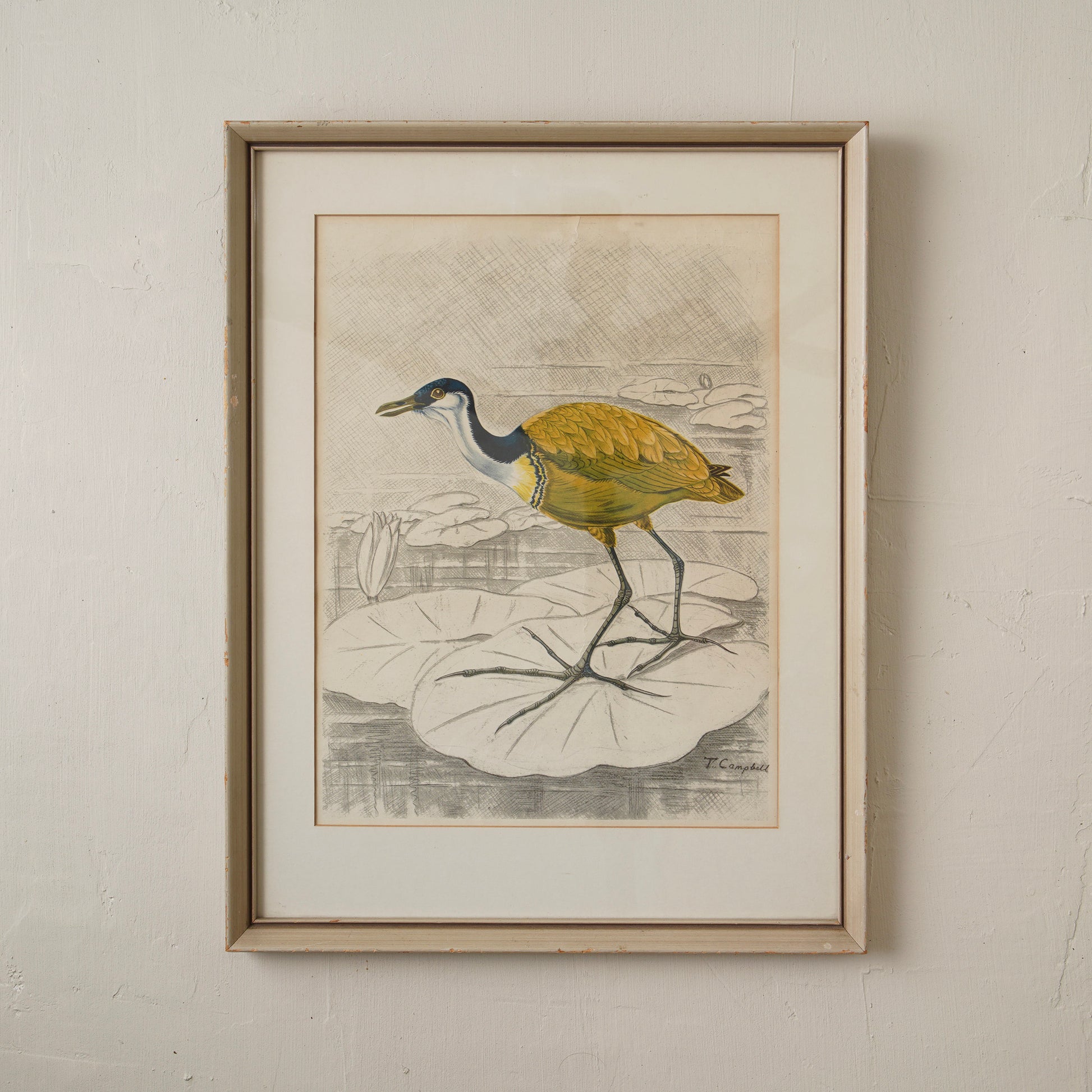 Jacanas Artwork